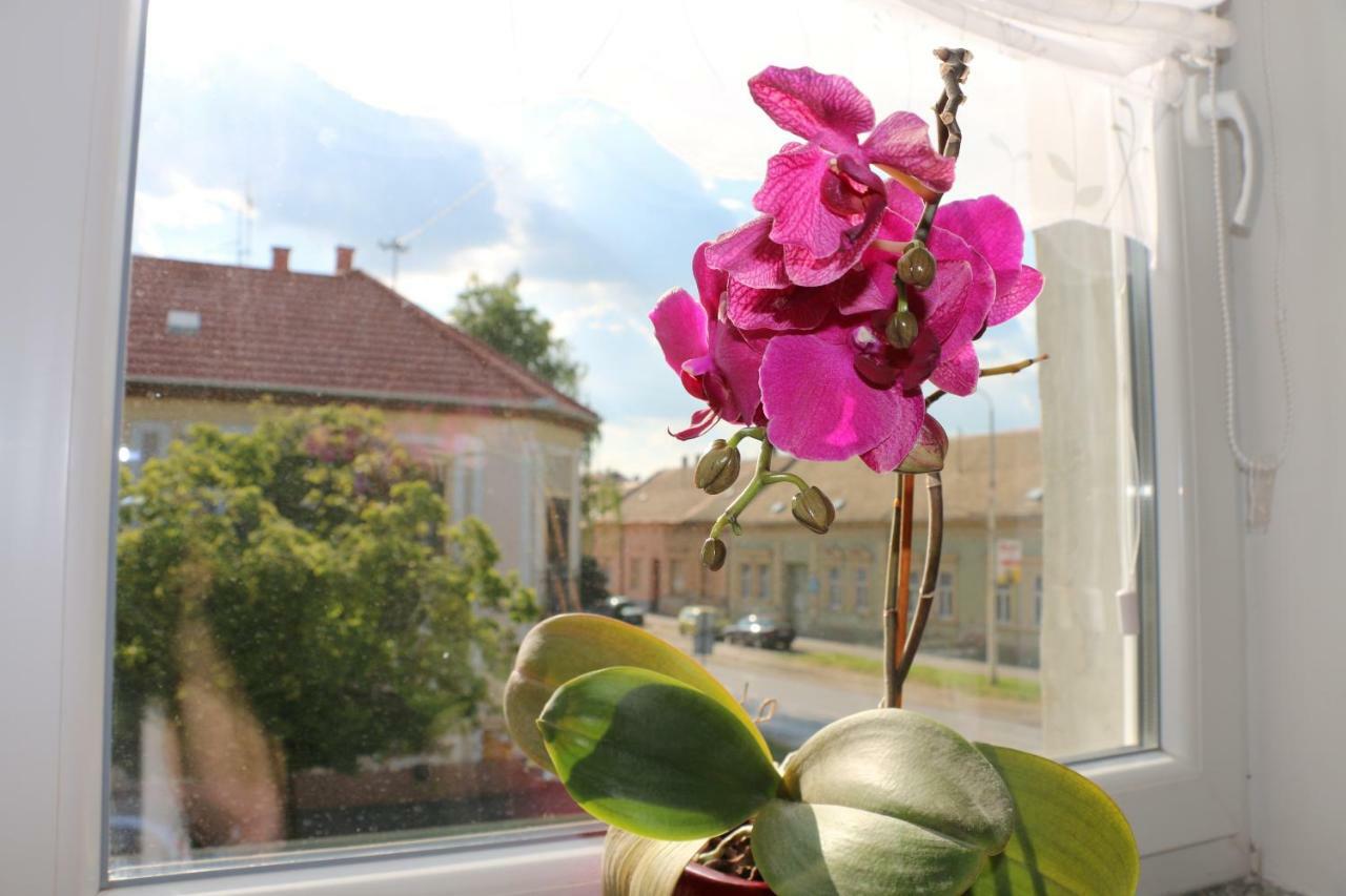 Luma 1 Daire Ösek Dış mekan fotoğraf